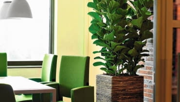 FIGOWIEC LIROLISTNY (Ficus lyrata). Wyróżnia się dekoracyjnymi liśćmi o długości do 50 cm. Jego pęd nie rozgałęzia się i silnie rośnie w górę. W pojemniku ładniej wygląda w grupie. Toleruje słabe oświetlenie. FIGOWIEC LIROLISTNY (Ficus lyrata). Wyróżnia się dekoracyjnymi liśćmi o długości do 50 cm. Jego pęd nie rozgałęzia się i silnie rośnie w górę. W pojemniku ładniej wygląda w grupie. Toleruje słabe oświetlenie.