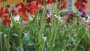 WIOSNĄ rośliny wybuchną kwiatami i oszałamiającym zapachem. Od marca do czerwca wraz z lakami będą kwitnąć też barwne cebulki. Pamiętajmy jednak o regularnym dokarmianiu nawozami płynnymi o dużej zawartości potasu.