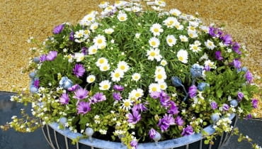 Srebrzeń, fioletowe osteospermum i drobnokwiatowa bakopa posadzone w dużym pojemniku tworzą zgrabną kopułę. Srebrzeń, fioletowe osteospermum i drobnokwiatowa bakopa posadzone w dużym pojemniku tworzą zgrabną kopułę.