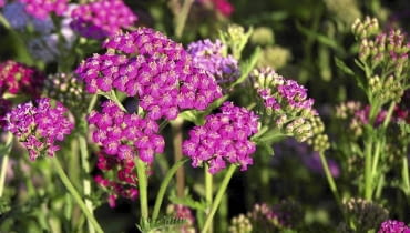 Purpurowy krwawnik 'Cerise Queen' kwitnie od czerwca do października