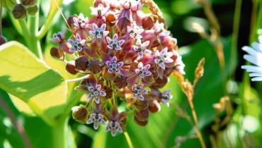 TROJEŚĆ AMERYKAŃSKA (Asclepias syraiaca) wypiera nasze krajowe gatunki.