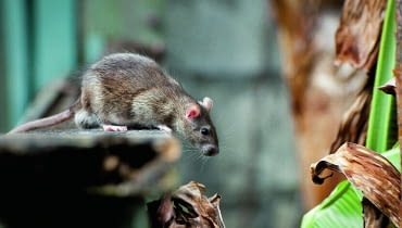 Najczęściej spotykanymi gatunkami są szczur wędrowny (Rattus norvegicus) i szczur śniady (Rattus rattus). Ten pierwszy występuje w całej Polsce, natomiast szczur śniady - w miastach portowych i na zachodzie kraju Najczęściej spotykanymi gatunkami są szczur wędrowny (Rattus norvegicus) i szczur śniady (Rattus rattus). Ten pierwszy występuje w całej Polsce, natomiast szczur śniady - w miastach portowych i na zachodzie kraju