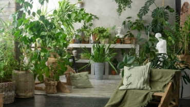 Urban jungle