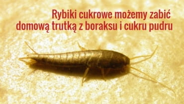 Rybiki nie są szkodliwe - jeśli w domu będzie czysto i sucho, będą się pojawiać sporadycznie