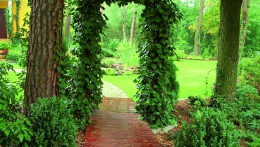 Bluszcz to szybki akrobata - aby opleść tę drewnianą konstrukcję pergoli w moim ogrodzie, potrzebował czterech lat. Bluszcz to szybki akrobata - aby opleść tę drewnianą konstrukcję pergoli w moim ogrodzie, potrzebował czterech lat.