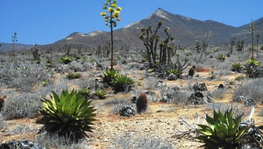 Agawy w środowisku naturalnym (tu na Półwyspie Kalifornijskim w Meksyku) urzekają kilkumetrowymi kwiatostanami Agawy w środowisku naturalnym (tu na Półwyspie Kalifornijskim w Meksyku) urzekają kilkumetrowymi kwiatostanami