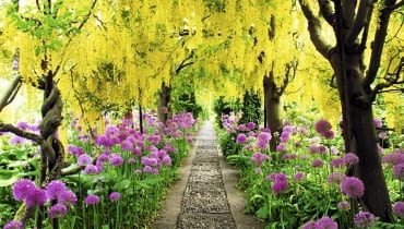 Gęste kwiatostany złotokapu Waterera 'Vossii' posadzonego w dwóch rzędach stworzyły po latach tunel niezwykłej urody Arch of Laburnum x watereri 'Vossii' underplanted with Alliums at Barnsley House, Gloucestershire.