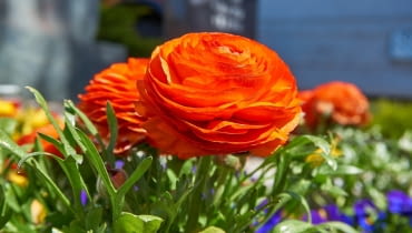 Jaskier azjatycki Jaskier azjatycki