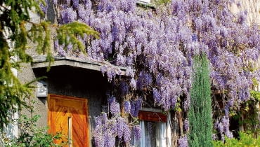 Glicynii warto zapewnić mocne rusztowania, pergole i altany, wokół których pędy mogą się owijać. Glicynii warto zapewnić mocne rusztowania, pergole i altany, wokół których pędy mogą się owijać.