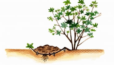 Rozmnażanie krzewów. Odkłady poziome ROZANECZNIK RHODODENDRON ROZMNAZANIE WEGETATYWNE PRZEZ ODKLADY WIOSNA RYS. KATARZYNA DYRSKA PUBLIKACJA KWIETNIK NR 6 (102) - 6.2003