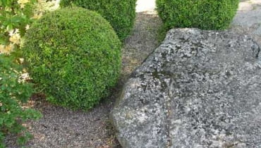 Bukszpan wieczniezielony (Buxus sempervirens) Bukszpan wieczniezielony (Buxus sempervirens)