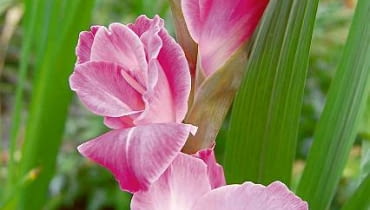 Mieczyk 'Beauty of Holland' Mieczyk 'Beauty of Holland'