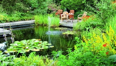 Ryby dobrze się czują w zbiorniku, w którym większa część lustra wody jest wolna od roślin. Ryby dobrze się czują w zbiorniku, w którym większa część lustra wody jest wolna od roślin.