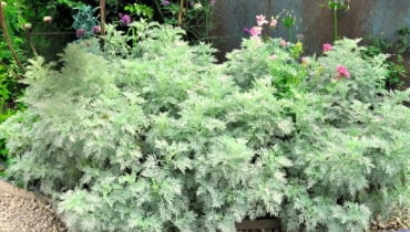 Bylica Schmidta dorasta do wysokości 30 cm i tworzy rozłożyste kępy. Wymaga słonecznego stanowiska.