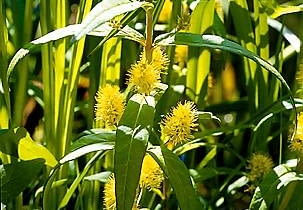 Tojeść bukietowa (Lysimachia thyrsiflora) Tojeść bukietowa (Lysimachia thyrsiflora)