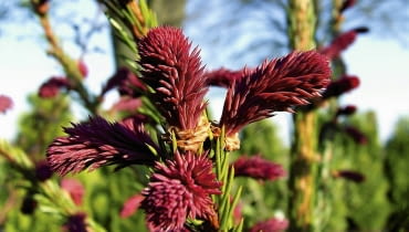 Kolorowe przyrosty iglaków mogą zaskoczyć nawet wytrawnego ogrodnika bogactwem barw i form. Na zdjęciu świerk pospolity 'Rydal' Kolorowe przyrosty iglaków mogą zaskoczyć nawet wytrawnego ogrodnika bogactwem barw i form. Na zdjęciu świerk pospolity 'Rydal'