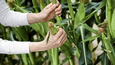 Kukurydzę zbieramy po 3 tygodniach od ukazania się nitek na kolbach