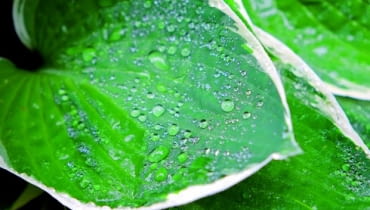 Poniżej krople wody działają jak soczewki skupiające promienie. Poniżej krople wody działają jak soczewki skupiające promienie.