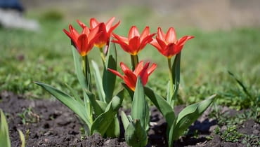 Tulipany botaniczne. Liczą od 15 do 25 centymetrów wysokości. Mają mniejsze kwiaty o ostro zakończonych kwiatach, węższe liście, kwitną już w marcu. Co 2-3 lata trzeba wykopać ich cebulki i przesadzić w inne miejsce. Jeśli nie będziemy tego robić regularnie, to nie wypuszczą pędu kwiatowego. Tulipany botaniczne. Liczą od 15 do 25 centymetrów wysokości. Mają mniejsze kwiaty o ostro zakończonych kwiatach, węższe liście, kwitną już w marcu. Co 2-3 lata trzeba wykopać ich cebulki i przesadzić w inne miejsce. Jeśli nie będziemy tego robić regularnie, to nie wypuszczą pędu kwiatowego.