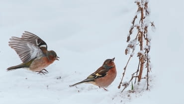 ZIĘBY ZIMĄ nie pogardzą suchymi owocostanami komosy, rudbekii czy floksów.