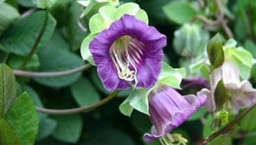 KOBEA PNĄCA(Cobea scandens) zadziwia ciekawymi, fioletowymi i białymi kielichami, ale gdy lato jest zimne, zakwita późno. Dlatego najlepiej kupić w maju jej rozsadę. Kobea ma również dekoracyjne owoce. PAŁCZATKA(Eccremocarpus scaber) dorasta do wysokości 3 m. Kwiaty w kształcie trąbek o słonecznych kolorach zdobią roślinę od lipca do października. Wysiew - pod osłonami w lutym lub w marcu. Cobea scandens