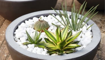 Kompozycje w kamiennych misach powstały głównie z różnych gatunków agaw oraz wilczomleczów. Succulents SLOWA KLUCZOWE: Kerne Luc Klinkhamer Perennial Steine Sukkulente eingetopft Hochformat