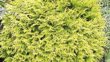 Żywotnik zachodni 'Golden Globe'. Tuje, iglaki, krzewy ozdobne OLYMPUS DIGITAL CAMERA