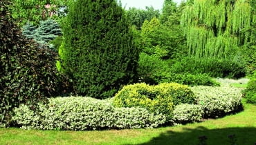 Trzmielinowa obwódka jest bardzo efektowna. Aby stworzyć taką jak na zdjęciu, potrzeba kilku lat. Trzmielinowa obwódka jest bardzo efektowna. Aby stworzyć taką jak na zdjęciu, potrzeba kilku lat.