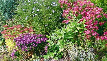 11.10.2002 JULIANOW KOLO PIASECZNA OGROD PRYWATNY WLASCICIEL PAN PULWARSKI JESIEN RABATA BYLINOWA KWIATY ASTER NOWOANGIELSKI NOWOBELGIJSKI MARCINKI MIETA ROZCHODNIK OLBRZYMI SEDUM SPECTABILE FOT PAWEL SLOMCZYNSKI / AGENCJA GAZETA