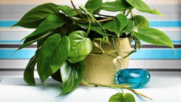 Filodendron 26.06.2008 WARSZAWA SESJA KWIATY WE WNETRZU NA ZDJECIU PNACZA FILODENDRON PNACY STYLIZACJA JOANNA WOYDA DLA CZASOPISMA KWIETNIK FOT. ARKADIUSZ SCICHOCKI / AGENCJA GAZETA SLOWA KLUCZOWE: ROSLINY