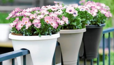 <B>Metalowe czy drewniane? Stojące, a może wiszące? Wybór doniczek i osłonek bywa równie trudny jak wybór kwiatów balkonowych.</B> <BR >Osłonki z tworzywa sztucznego, wys. 27 cm, 31 zł/szt., Markus <B>Metalowe czy drewniane? Stojące, a może wiszące? Wybór doniczek i osłonek bywa równie trudny jak wybór kwiatów balkonowych.</B> <BR >Osłonki z tworzywa sztucznego, wys. 27 cm, 31 zł/szt., Markus