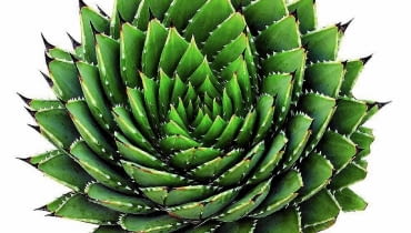 ALOE POLYPHYLLA uchodzi za perłę wśród aloesów. Rośnie bardzo powoli, a jego liście układają się w skręconą spiralnie, niską rozetę. Egzemplarz widoczny na zdjęciu jest wyjątkowo okazały, ma kilkanaście lat.
