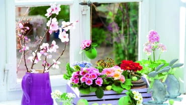 pierwiosnek bezłodygowy ma mnóstwo mieszańcowych odmian, w powstaniu których brały także udział pierwiosnek lekarski i wyniosły. Tu w kompozycji zestawiono kilka z nich. pierwiosnek bezłodygowy ma mnóstwo mieszańcowych odmian, w powstaniu których brały także udział pierwiosnek lekarski i wyniosły. Tu w kompozycji zestawiono kilka z nich.