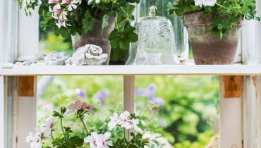 Pelargonie bluszczolistne mają liście podobne do bluszczu - stąd ich nazwa. Ale wzrok przyciągają kwiaty o nieco wydłużonych płatkach. Pelargonie bluszczolistne mają liście podobne do bluszczu - stąd ich nazwa. Ale wzrok przyciągają kwiaty o nieco wydłużonych płatkach.