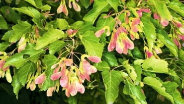 Klon tatarski (Acer tatricum) jest świetny na niewielkie działki Klon tatarski (Acer tatricum) jest świetny na niewielkie działki