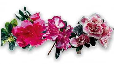 AZALIA INDYJSKA AZALEA INDICA. ROSLINA DONICZKOWA. KWIAT.DWUBARWNY OSZPAROWANE FOT PAWEL SLOMCZYNSKI SLAJD DUZY MONTAZ Z TRZECH FOT OSZPAROWANYCH PUBLIKACJA KWIETNIK NR 1 (97) - 1.2003