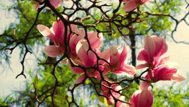Magnolia zakwita wczesną wiosną - przed rozwojem liści