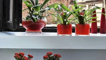 Barwne podłoże w szklanych osłonkach powinno harmonizować z odcieniem kwiatów (na zdjęciu kalanchoe i guzmania) oraz wystrojem mieszkania. WNETRZA ROSLINY GUZMANIA , KALANCHOE PODLOZE ZEL STYLIZACJA MALGORZATA KALENIK FOT. KRZYSZTOF ZASUWIK PUBLIKACJA CZTERY KATY NR 11 (181) - 11.2006 SLOWA KLUCZOWE: ROSLINY WNETRZA