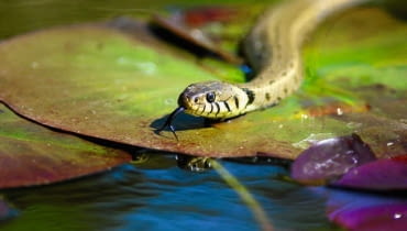 Zaskroniec jest doskonałym pływakiem - pływa z głową uniesioną nad powierzchnią. Potrafi także nieźle nurkować. Zaskroniec jest doskonałym pływakiem - pływa z głową uniesioną nad powierzchnią. Potrafi także nieźle nurkować.