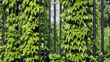 Dachówkowato ułożone liście winobluszczu trójklapowwego są idealną ochroną przed deszczem, wiatrem i słońcem