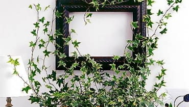 WNETRZE ROSLINY BLUSZCZ FOT. AGNIESZKA ZELAZKO PUBLIKACJA CZTERY KATY NR 5 (151) - 5.2004