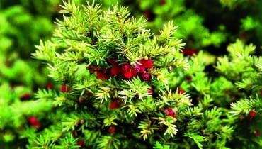 Czerwone owoce cisa CIS POSPOLITY TAXUS BACCATA ODMIANA DOVASTONII AUREA KRZEW IGLASTY FOT. PAWEL SLOMCZYNSKI / AGENCJA GAZETA SLAJD MALY PUBLIKACJA OGRODY NR 2 (70) - 2.2005 PUBLIKACJA OGRODY NR 8 (136) - 8 2010