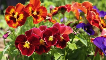 Bratek ogrodowy (Viola Wittrockiana)