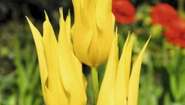 Tulipany liliokształtne 'West point' Żółty tulipan Tulip, tulipan, Tulpe, tulipe, Lily-flowered Group, Gruppe mit lila-Blueten, Grupa Liliokszta?tne SLOWA KLUCZOWE: Tulpe, Tulipe, Tulip, Tulipan Lily-flowered Group, Gruppe mit lila-Blueten Grupa Liliokszta?tne Tulipa West Point