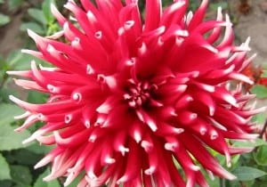 Dalia 'Bocola' ma blisko metrowej długości pędy. Są one sztywne i nie wymagają podpierania. Kwiaty mają średnicę 13-15 cm; rozwijają się od lipca do późnej jesieni.