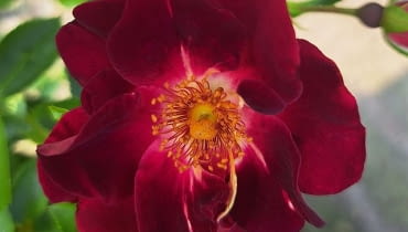 ‘Gotha 1250’ hod. Rosen Tantau 2025 ‘Gotha 1250’ hod. Rosen Tantau 2025