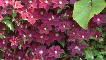 Powojnik (Clematis) 'Warszawska Nike' Powojnik (Clematis) 'Warszawska Nike'