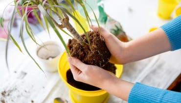 Przesadzanie Przesadzanie