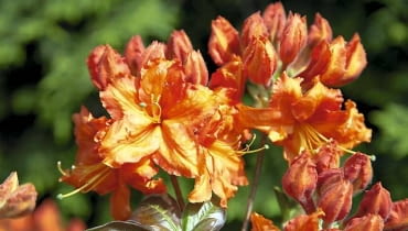 Azalia 'Fasching' ma wzniesiony, zwarty pokrój. Dorasta do metra wysokości i szerokości. Jej kwiaty dzięki fryzowanym brzegom płatków wydają się duże i pełne 12.05.2009 PISARZOWICE SZKOLKA KRZEWOW OZDOBNYCH - EUGENIUSZ PUDELEK N/Z AZALIA " FASCHING " FOT. MICHAL MUTOR / AGENCJA GAZETA