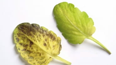 Ciemne plamy na spodzie listka bratka. Przyczyna: mączniak rzekomy. Ciemne Plamy na spodzie listka bratka. Przyczyna: mączniak rzekomy.